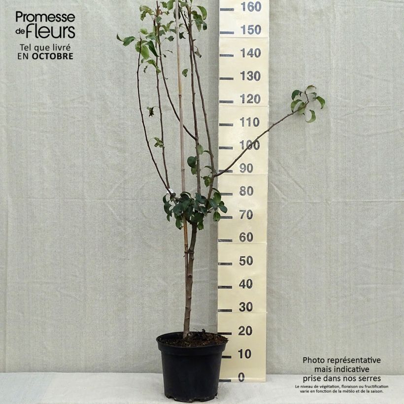 Example of Birnbaum Louise Bonne d'Avranches (Gute Luise) - Pyrus communis Topf mit 7,5L/10L, Gobelet-Form as you get in automne