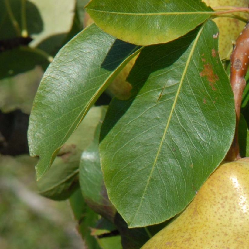 Zwergbirnbaum Belle Helene - Pyrus communis (Foliage)