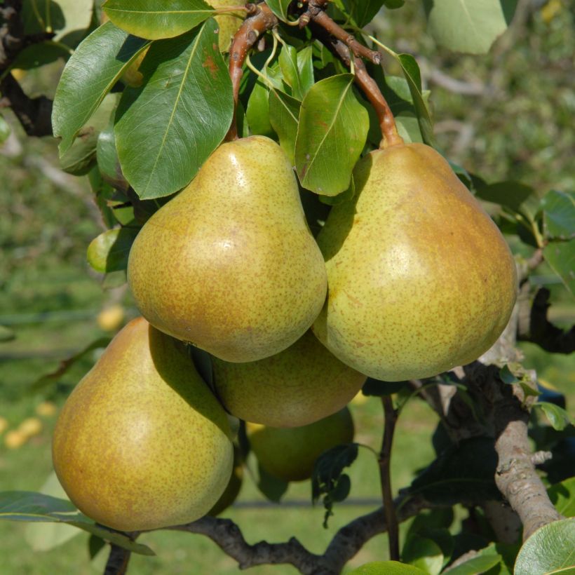Zwergbirnbaum Belle Helene - Pyrus communis (Harvest)