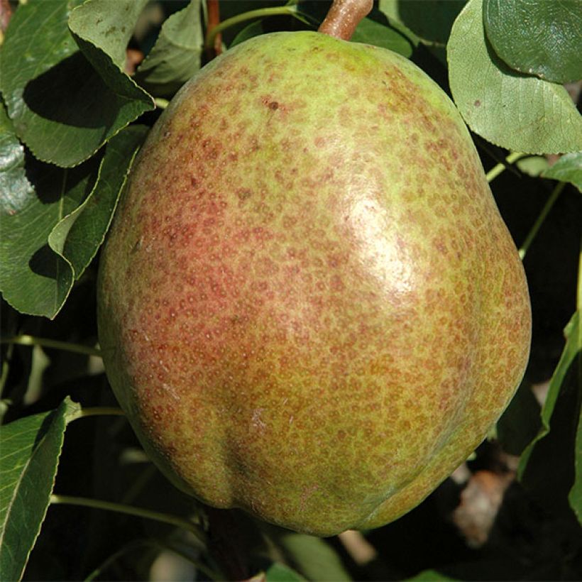 Säulenbirnbaum Obelus - Pyrus communis (Harvest)