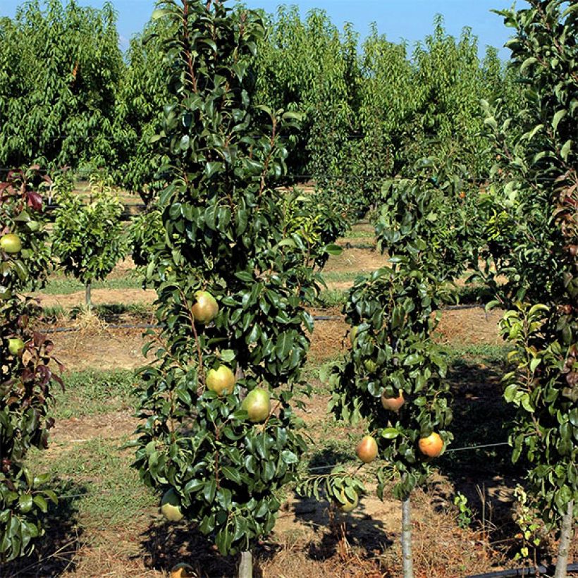 Säulenbirnbaum Obelus - Pyrus communis (Plant habit)