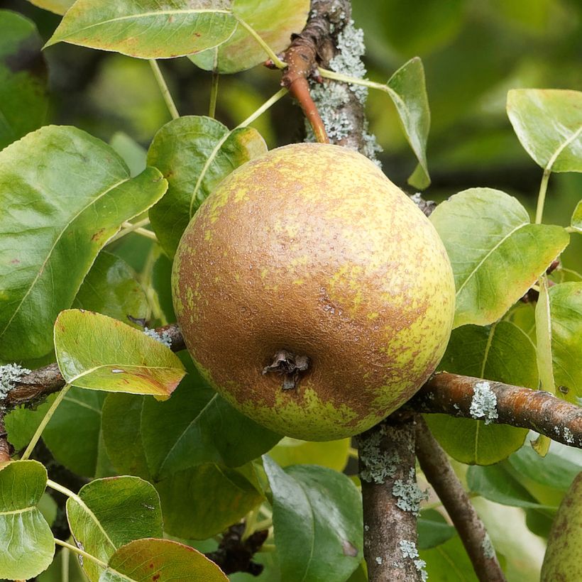 Birnbaum 'Olivier De Serres' - Pyrus communis (Harvest)