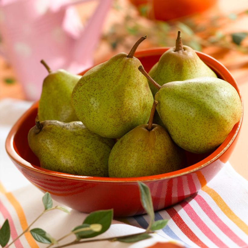 Birnbaum Peradel delbuena - Pyrus communis (Harvest)