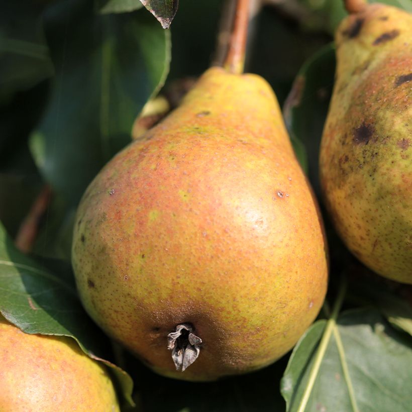 Birnbaum Poire de Fisée Bio - Pyrus communis (Harvest)