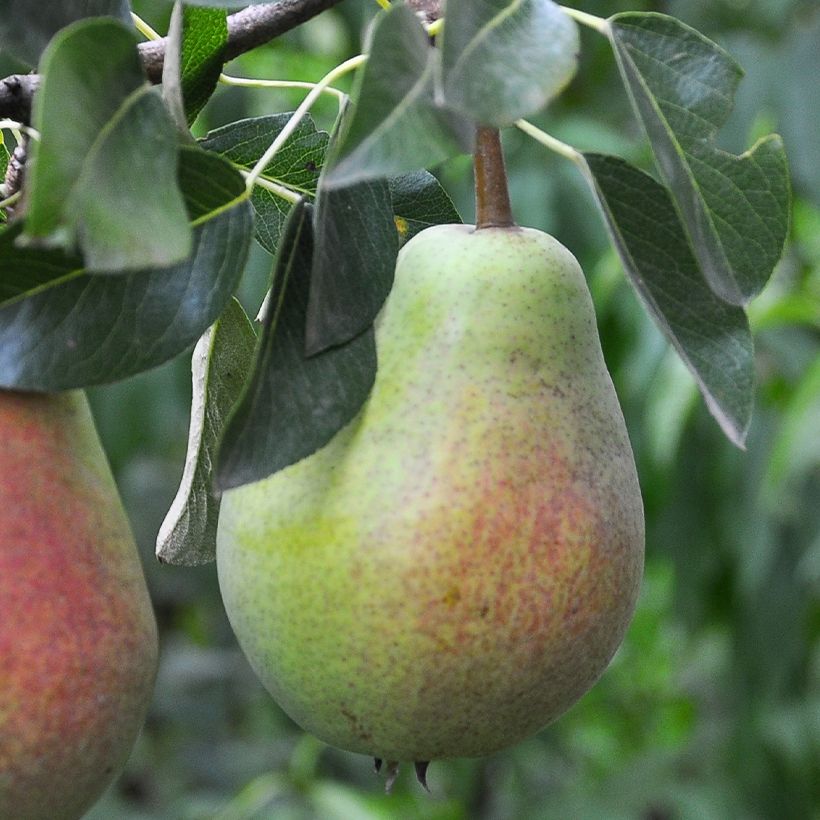Birnbaum Précoce Morettini Bio - Pyrus communis (Harvest)