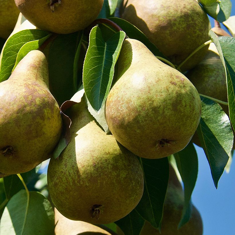 Birnbaum Précoce de Trévoux Bio - Pyrus communis (Harvest)