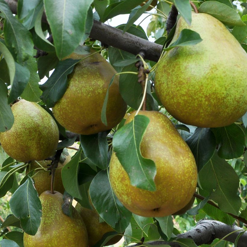 Birnbaum Président Héron - Pyrus communis (Harvest)
