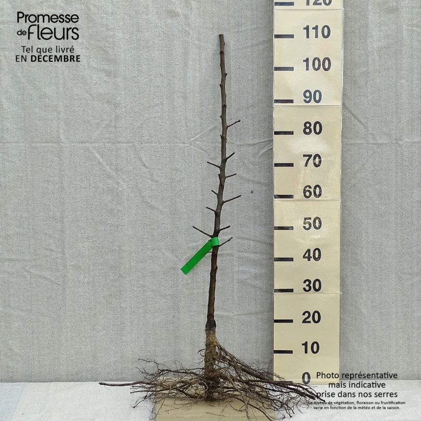 Example of Birnbaum General Leclerc - Pyrus communis Wurzelnackt, Heister as you get in hiver