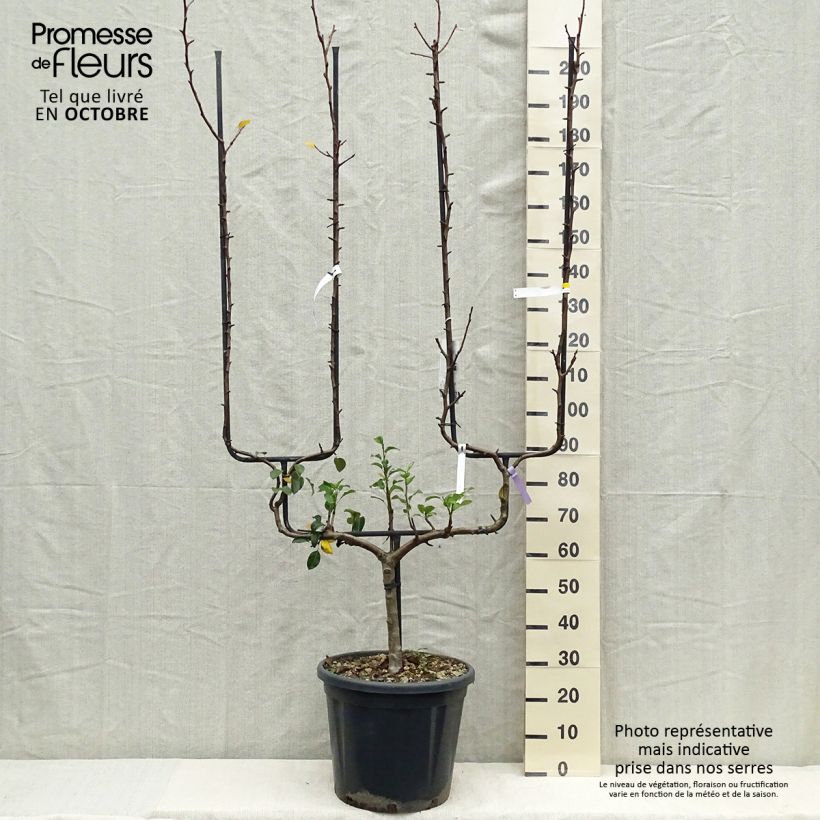 Example of Birnbaum General Leclerc - Pyrus communis Topf mit 30L/35L, Spalierobst doppelte U-Form as you get in automne