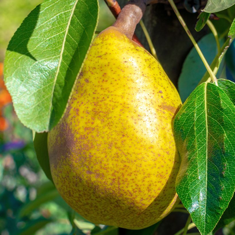 Birnbaum Royal Vendée Bio - Pyrus communis (Harvest)