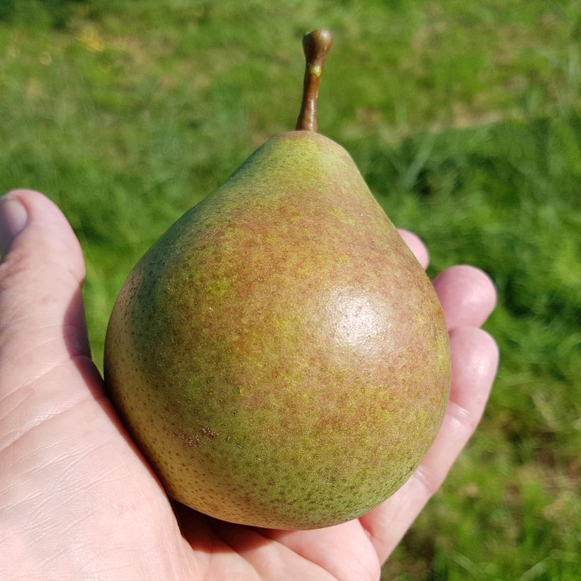 Birnbaum Saint Rémy - Pyrus communis (Harvest)