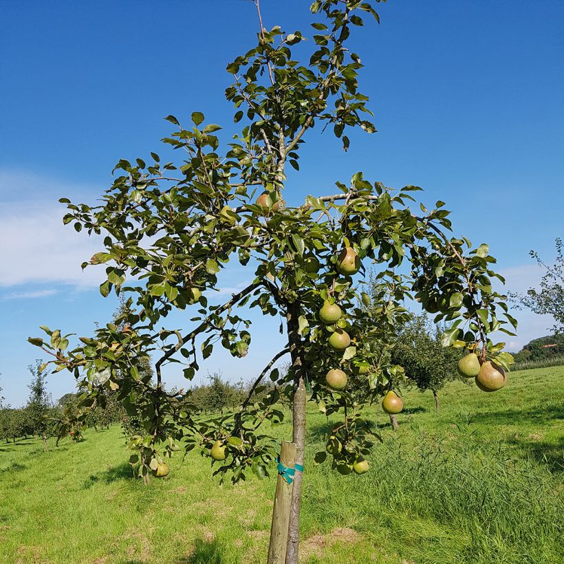 Birnbaum Saint Rémy - Pyrus communis (Plant habit)