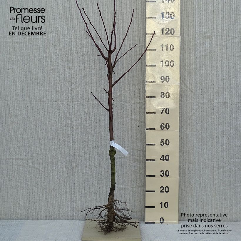 Example of Birnbaum Saint Rémy - Pyrus communis Wurzelnackt, Gobelet-Form as you get in hiver