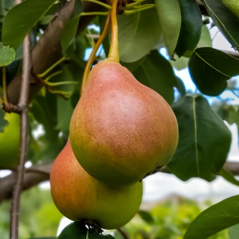 Birnbaum Sœur Grégoire - Pyrus communis (Harvest)