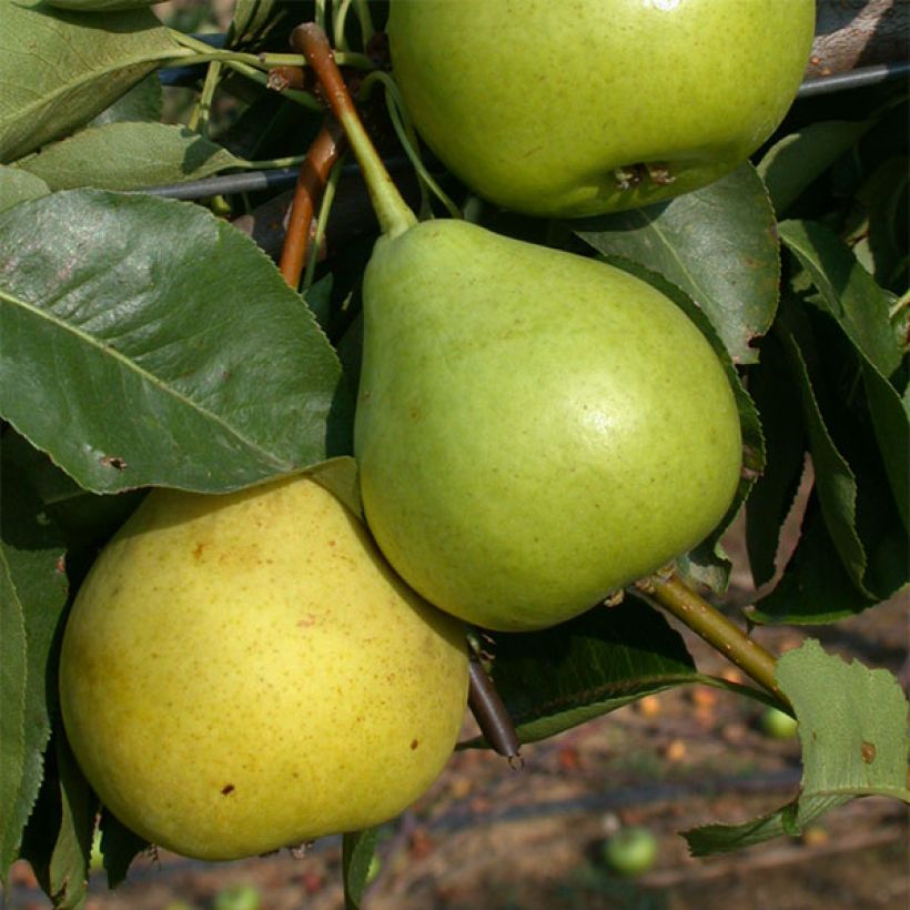 Birnbaum St Jean - Pyrus communis (Harvest)