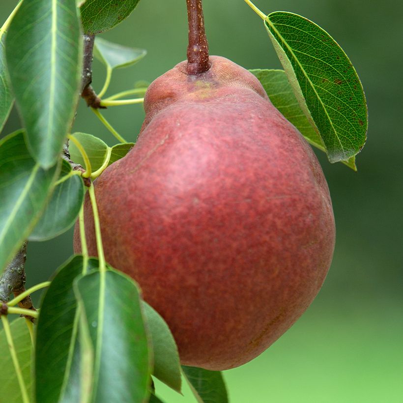 Birnbaum Stark Crimson ou Starkrimson Bio - Pyrus communis (Harvest)