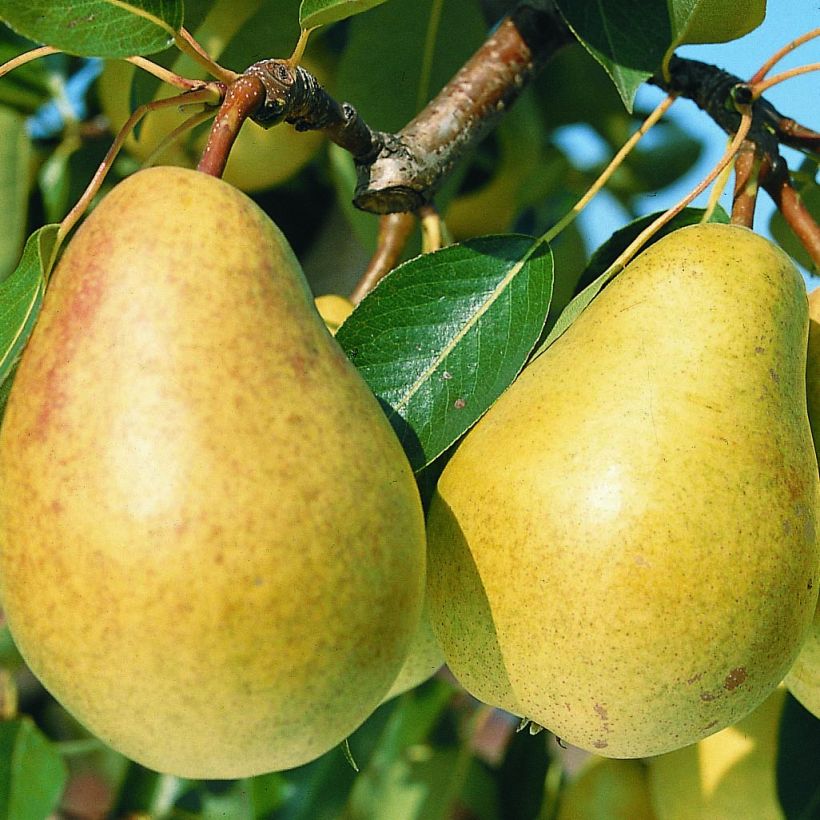 Birnbaum Sucrée de Montluçon - Pyrus communis (Harvest)