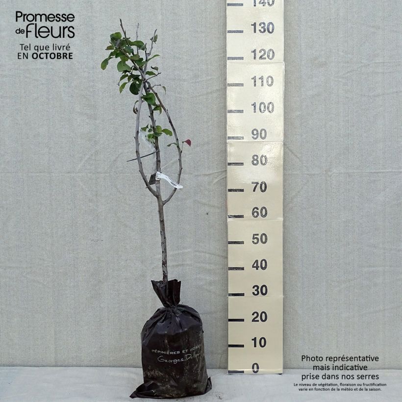 Example of Birnbaum Sucrée de Montluçon - Pyrus communis Plug "Fertig-zum-Pflanzen", Gobelet-Form as you get in automne