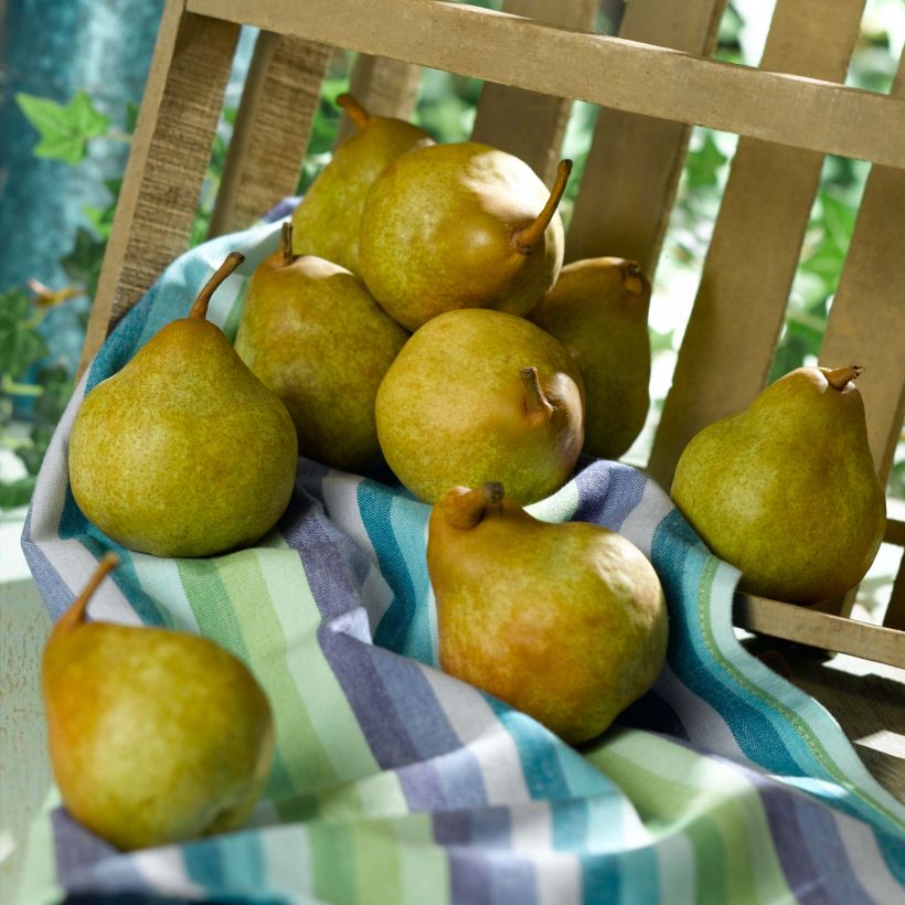 Birnbaum Super Comice Delbard 'Delbias' - Pyrus communis (Harvest)