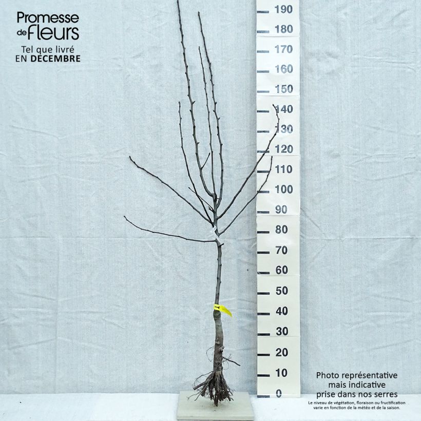 Example of Birnbaum Triomphe de Vienne - Pyrus communis Wurzelnackt, Gobelet-Form as you get in hiver
