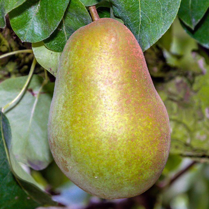 Birnbaum Triomphe de Vienne - Pyrus communis (Harvest)