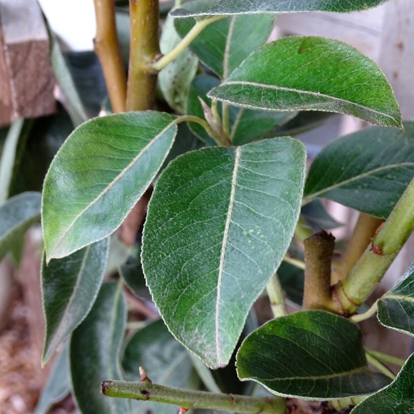 Birnbaum Williams - Pyrus communis (Foliage)