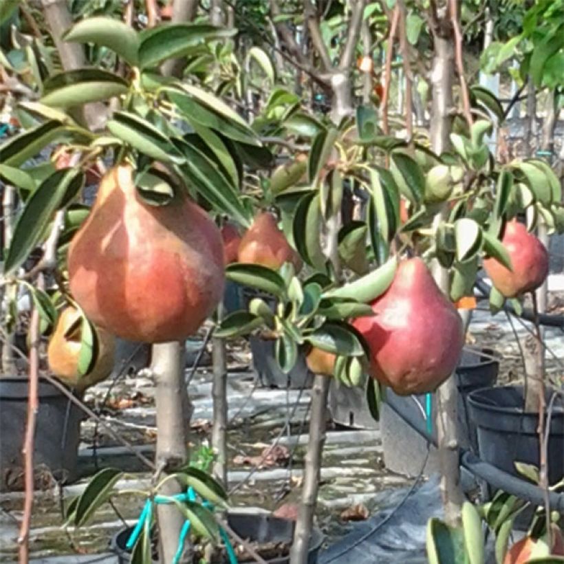 Birnbaum Rote Williams Bio - Pyrus communis (Harvest)