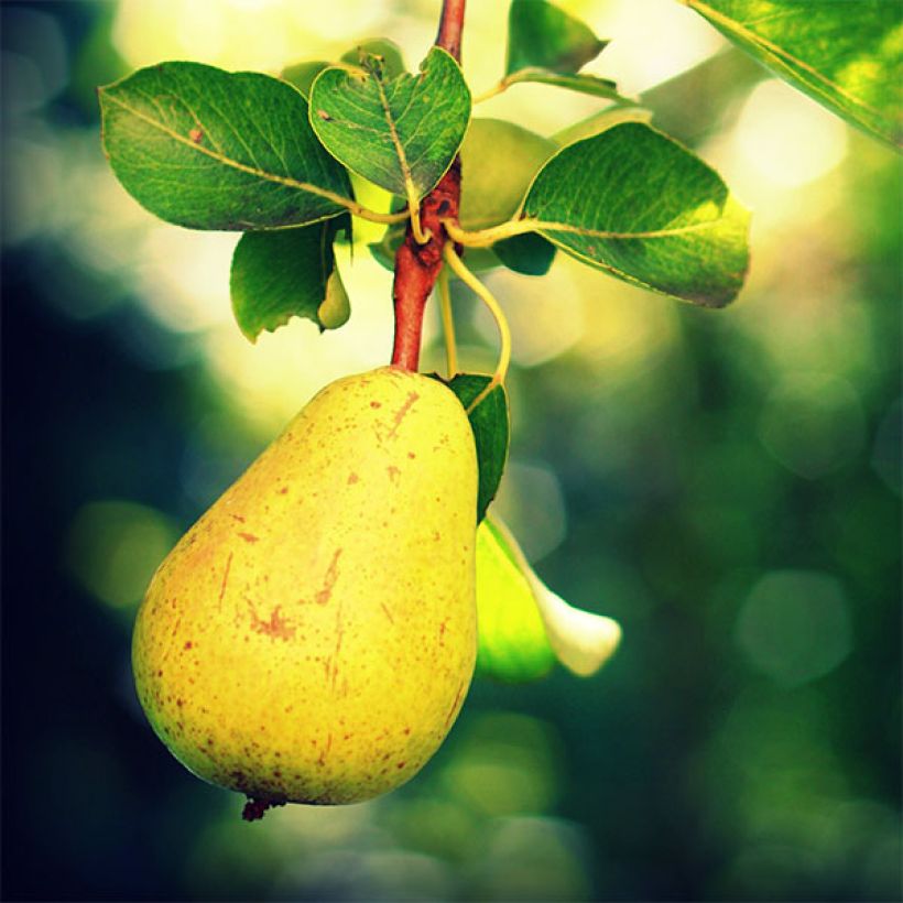 Birnbaum Williams - Pyrus communis (Harvest)