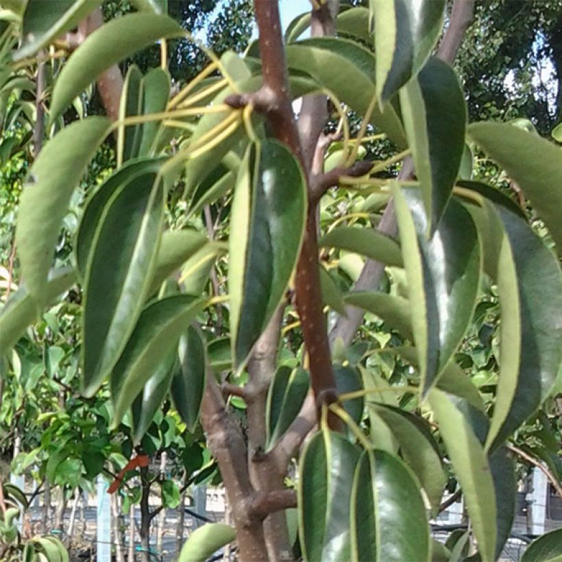Birnbaum Rote Williams - Pyrus communis (Foliage)