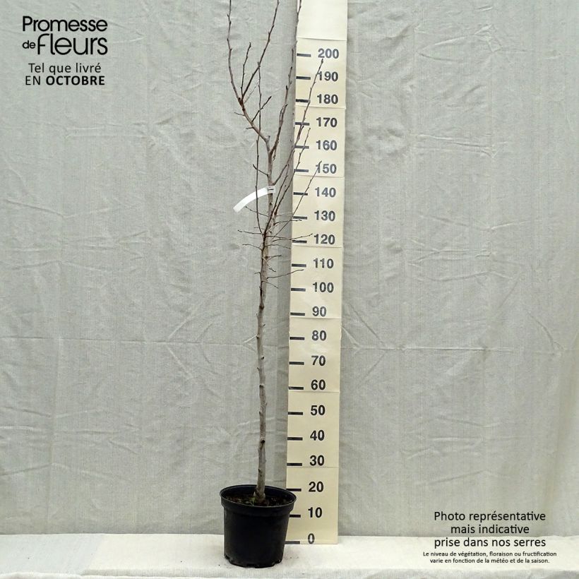 Example of Birnbaum Williams - Pyrus communis Topf mit 7,5L/10L, Halbstamm as you get in automne