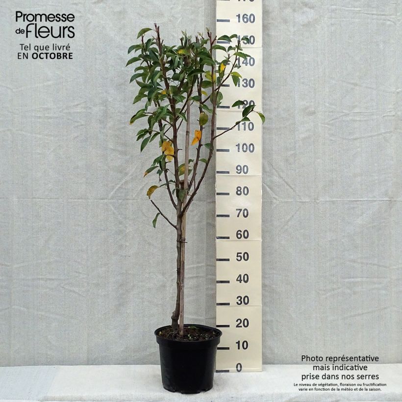 Example of Birnbaum Williams - Pyrus communis Topf mit 7,5L/10L, Gobelet-Form as you get in automne