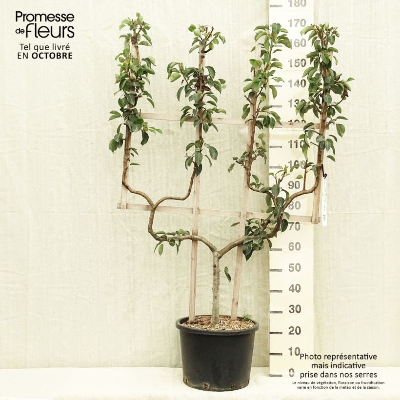 Example of Zwergbirnbaum William's - Doppel-U Palmette as you get in automne