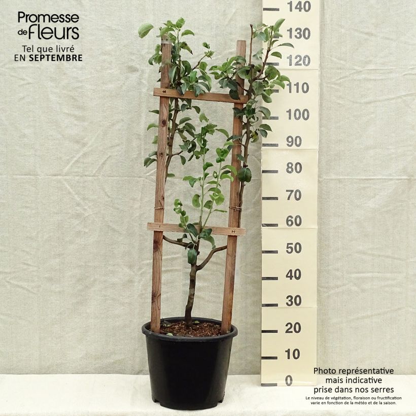Example of Poirier William's - Palmette simple U as you get in automne