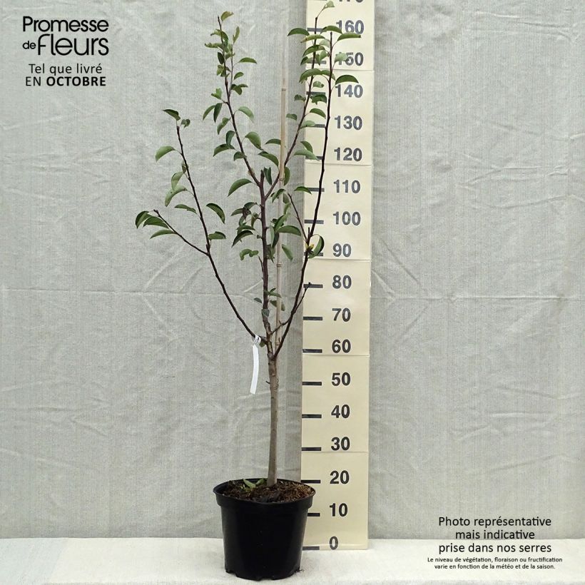Example of Birnbaum Rote Williams - Pyrus communis Topf mit 7,5L/10L, Gobelet-Form as you get in automne