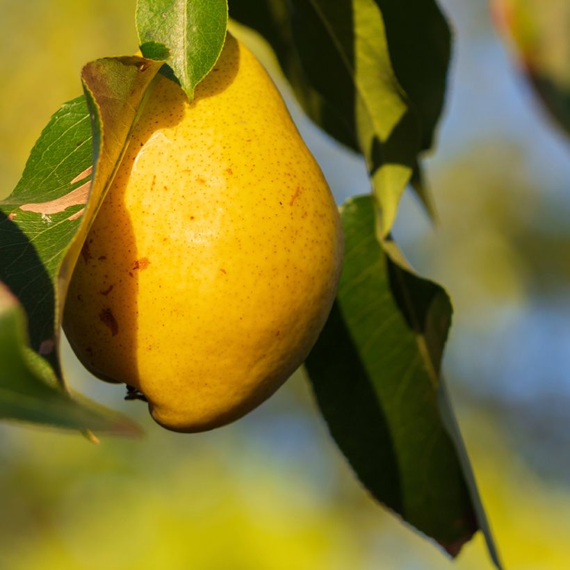 Birnbaum Fausset - Pyrus communis (Harvest)