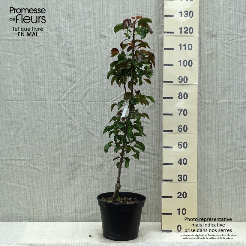 Exemplar von Säulenbirnbaum Obelus - Pyrus communis Topf mit 7,5L/10L, Säulenförmig wie im Frühjahr geliefert
