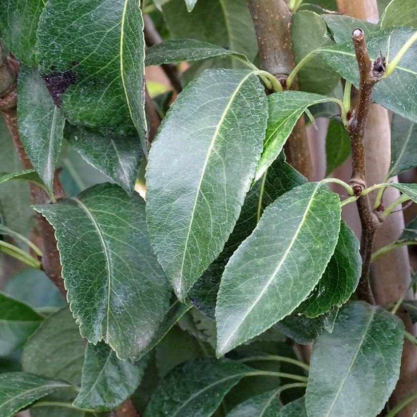 Birnbaum Doyenné du Comice - Pyrus communis (Foliage)