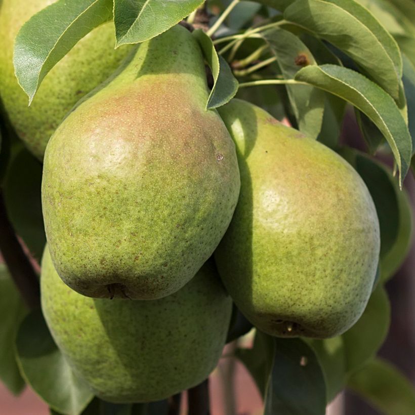 Zwergbirnbaum Condo - Pyrus communis (Harvest)