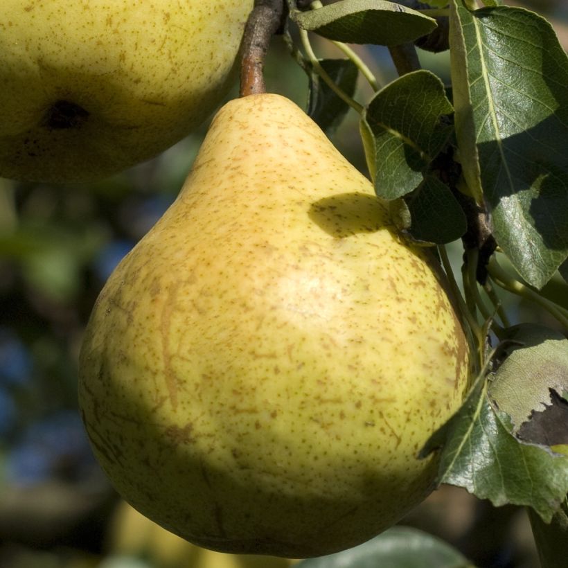 Zwergbirnbaum Fruit Me Pear Me Williams Bon-Chrétien - Pyrus communis (Harvest)