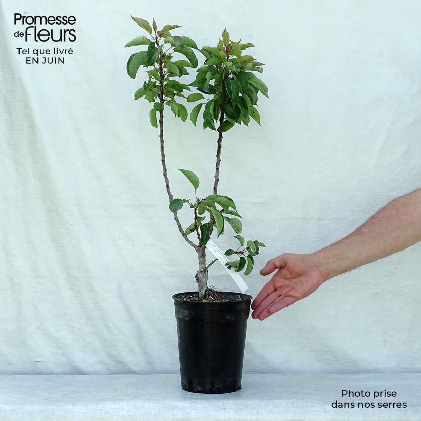 Example of Zwergbirnbaum Garden Gem Pyred - Pyrus communis Topf mit 6L/7L, Zwergform as you get in ete