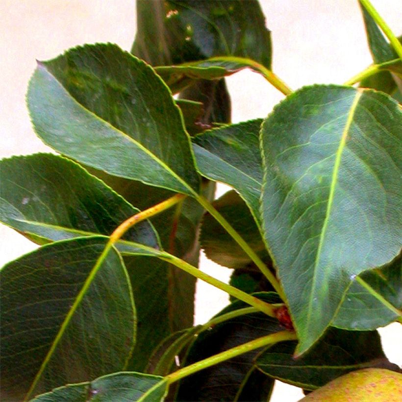 Zwergbirnbaum Garden Gem Pyred - Pyrus communis (Foliage)