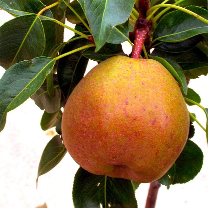 Zwergbirnbaum Garden Gem Pyred - Pyrus communis (Flowering)