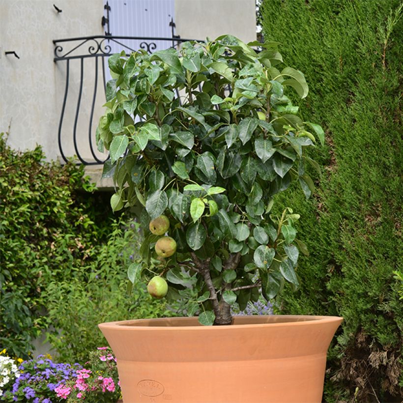 Zwergbirnbaum Garden Pearl - Pyrus communis (Plant habit)