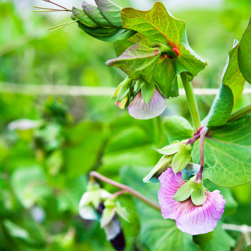 Riesige Erbse Blauwschokker (Flowering)