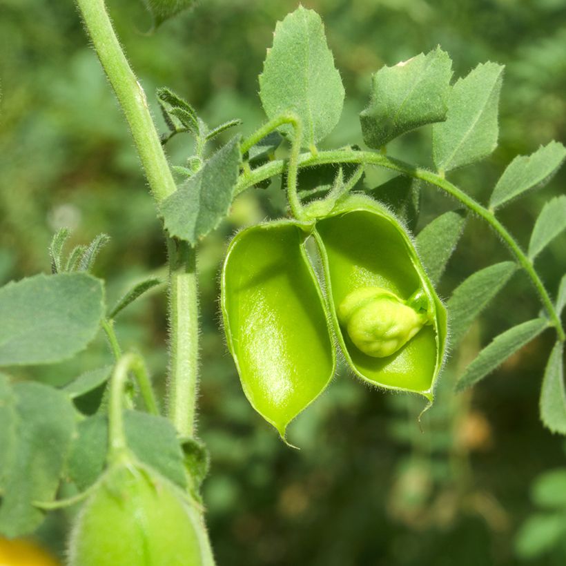 Kichererbse Bio (Samen) - Cicer arietinum (Harvest)