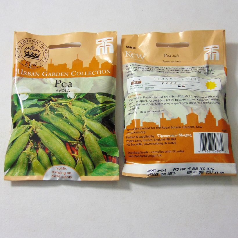 Example of Zwergerbse Avola per pack of 250 seeds as you get