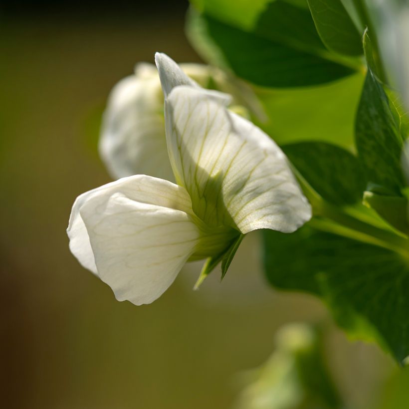 Zwergerbse Norli Bio (Flowering)