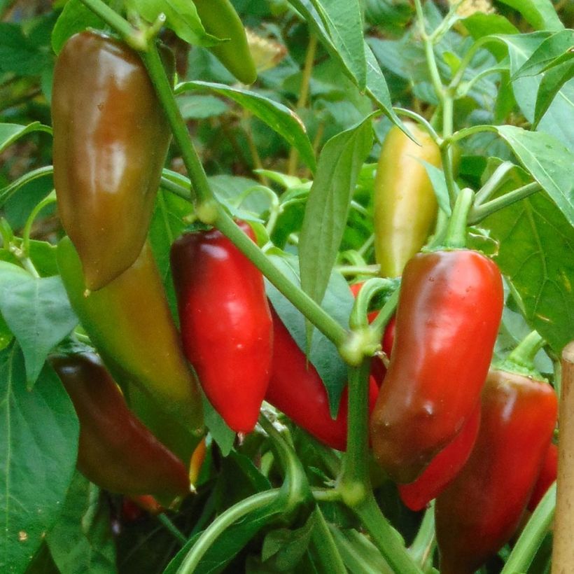 Paprika Balconi (mini) F1 (Harvest)