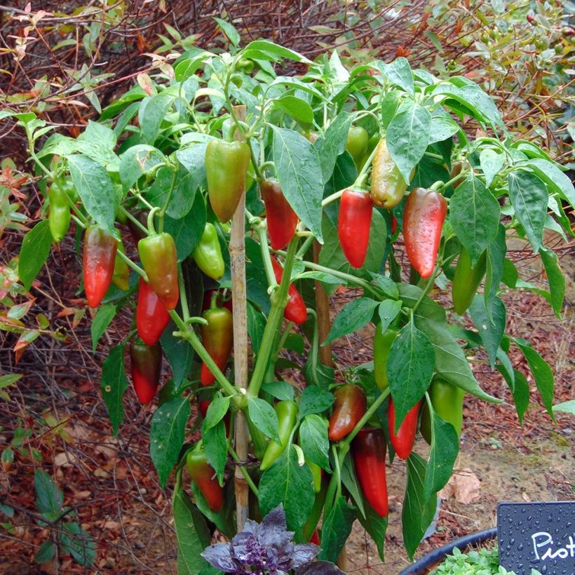 Paprika Balconi (mini) F1 (Plant habit)