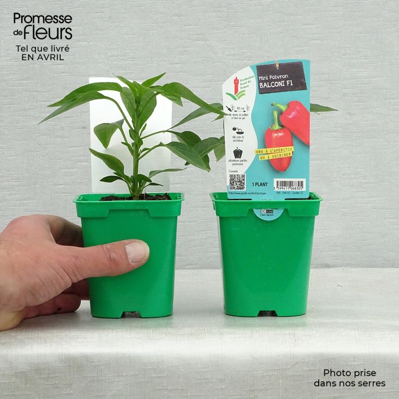 Example of Paprika Balconi (mini) F1 Topf 10 cm/11cm as you get in printemps